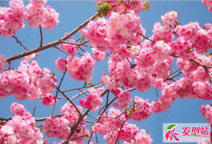櫻花粉