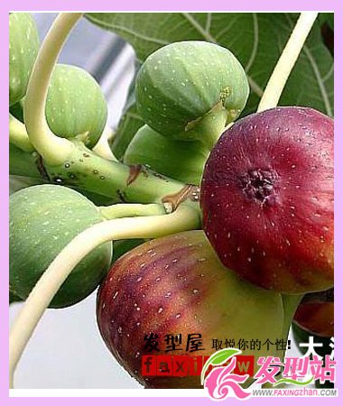掉頭發(fā)吃什么水果好 對(duì)頭發(fā)好的水果大盤點(diǎn)