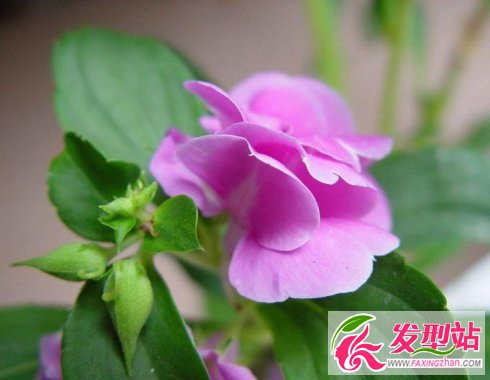 自制染發(fā)劑配方3、指甲花染發(fā)法