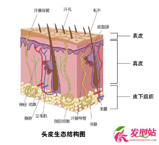 頭皮生態(tài)結(jié)構(gòu)圖