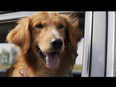 һlʹA Dog's PurposeӰھ^YԴd