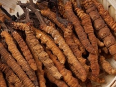 ԶxĲÓl(f)Ů xĲ݌ŮÓl(f)